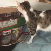 photo de livraison pour Pour l'Amour des Chats