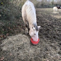 photo de livraison pour Les Crinières de Salherm