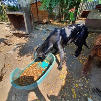photo de livraison pour First Hope Animal Rescue