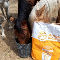 photo de livraison pour Happy Horse Day