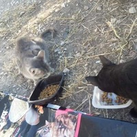 photo de livraison pour Les Chats-Pitresdelavi-Ste