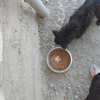 photo de livraison pour UZZŽ "Sretna Šapa"