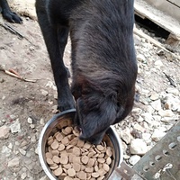 photo de livraison pour Civic Initiative Kane Korzo Skopje
