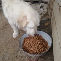 photo de livraison pour asociatia centrul de formare pentru activitati voluntare natura deva