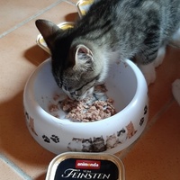 photo de livraison pour Bien vivre avec les Chats Sallélois