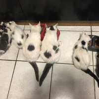 photo de livraison pour Adopt un Poilu