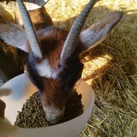 photo de livraison pour Sanctuaire Paradis d'Animaux