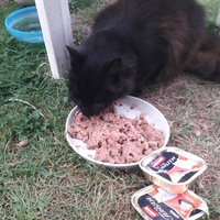 photo de livraison pour Chats Oubliés