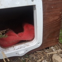 photo de livraison pour Les Chats-Pitresdelavi-Ste