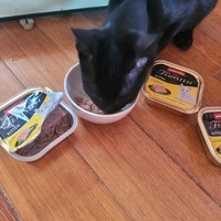 photo de livraison pour Les Chats-Pitresdelavi-Ste