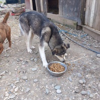 photo de livraison pour Happy Shelter Skopje