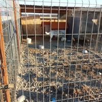 photo de livraison pour Animal Shields Oradea