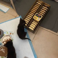 photo de livraison pour Les Chats de Condom 32
