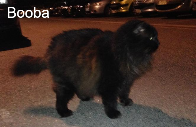Booba - Chats Maux - Animal Webaction Booba - Chats Maux - Animal Webaction