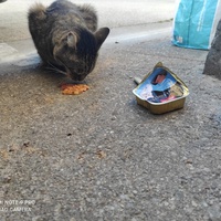 photo de livraison pour Les Chats libres de Calvisson