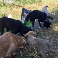 photo de livraison pour Woolly Woofters