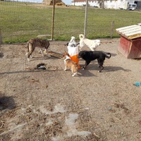 photo de livraison pour Asociatia Simba's Friends