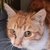 photo animal