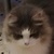 photo animal