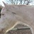 photo animal