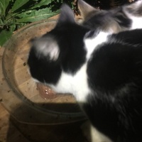 photo de livraison pour Félin Pour L’Hôte