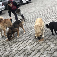 photo de livraison pour Civic Initiative Kane Korzo Skopje
