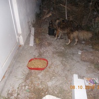 photo de livraison pour Pro Animals Finland ry