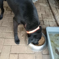 photo de livraison pour Civic Initiative Kane Korzo Skopje