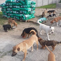 photo de livraison pour Udruzenje za Zastitu Zivotinja Srecko, Valjevo