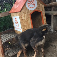 photo de livraison pour Save & Hope for Dogs