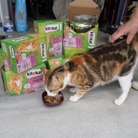 photo de livraison pour Amis des Chats de Cabestany