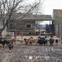 photo de livraison pour Azil Bella