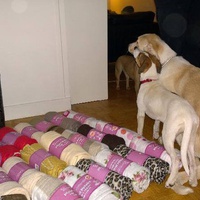 photo de livraison pour Histoire de Galgos