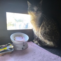 photo de livraison pour Association Chats Errants Val de Nièvre