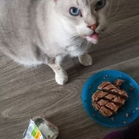 photo de livraison pour Les Pattounes de l'Espoir