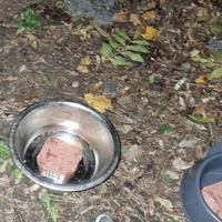 photo de livraison pour Les Chats de Dugny