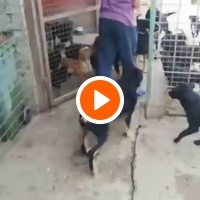 photo de livraison pour Nobody's Dog France