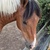 photo animal