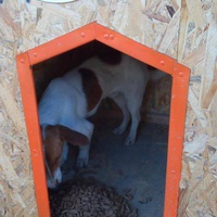 photo de livraison pour Refuge pour chiens de Baia Mare