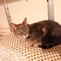 photo de livraison pour Association Des  Chats  De Hyeres