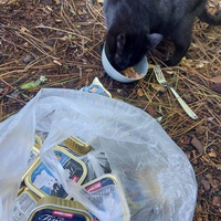 photo de livraison pour Ecole du Chat Libre de Caillerot