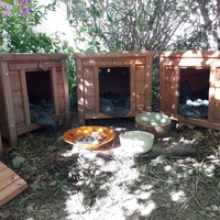 photo de livraison pour Les Chats Libres de la Canterrane