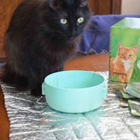 photo de livraison pour Les chats Port-Saint-Louisiens