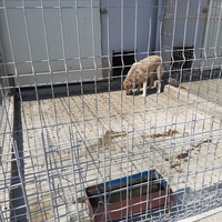 photo de livraison pour Cerasela Matei