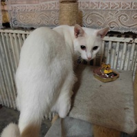 photo de livraison pour Les Chats de la Rue