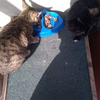 photo de livraison pour Paroles de Chats