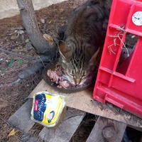 photo de livraison pour L'Ecole du Chat Istreen