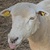 photo animal