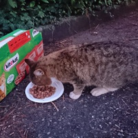 photo de livraison pour Sans Croquettes Fixes