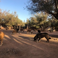 photo de livraison pour Help Adopt Moroccan Animals